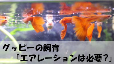 コリドラスがヒーター故障を知らせてくれた ミキティ Tのブログ