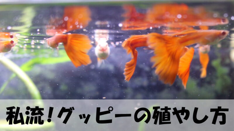 グッピーの飼育「殖やし方」【初心者でもできる】