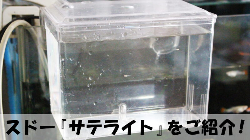 グッピーの飼育「スドー『サテライト』をご紹介!」
