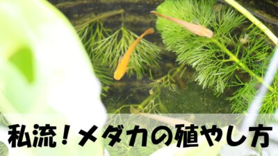 メダカの屋外飼育 夏の対策 初心者でもできる ミキティ Tのブログ