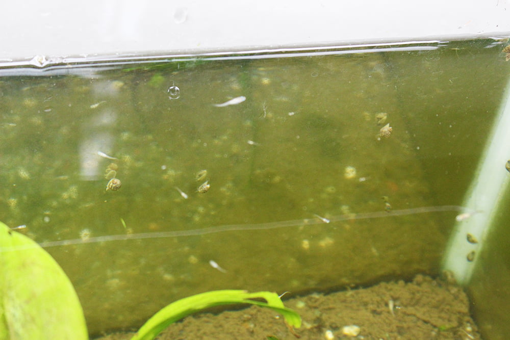 メダカの稚魚用水槽