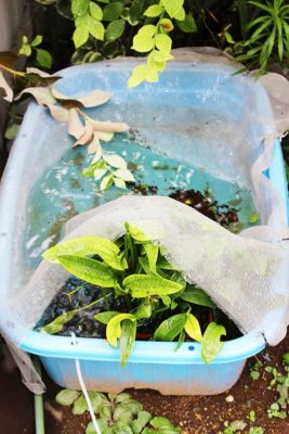 水色のプラスチック水槽