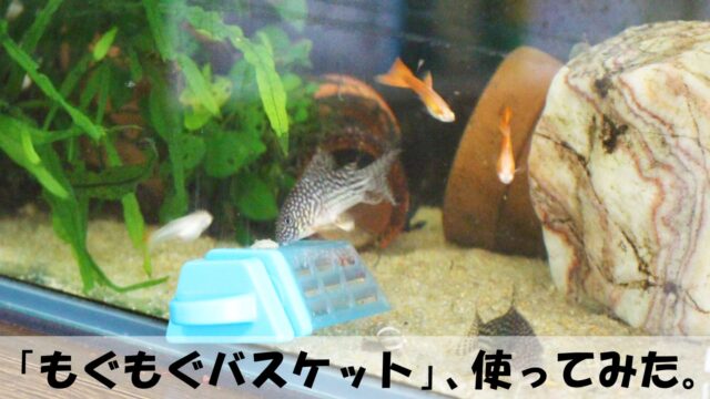 アイキャッチ画像