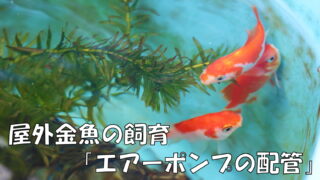 屋外金魚の飼育「エアーポンプの配管」｜ミキティ・Tのブログ