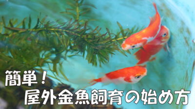 屋外金魚の 夏の対策 ミキティ Tのブログ
