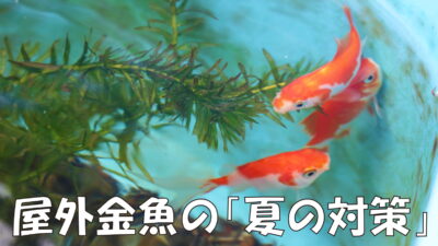 屋外金魚の飼育 エアーポンプの配管 ミキティ Tのブログ