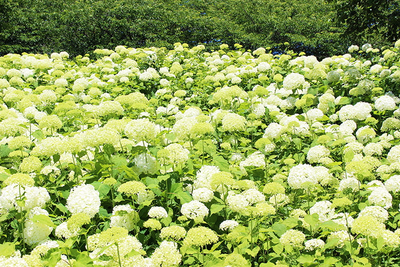 権現堂公園 アジサイ