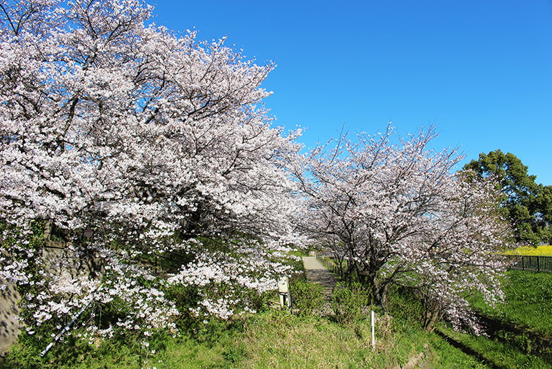 権現堂公園　桜