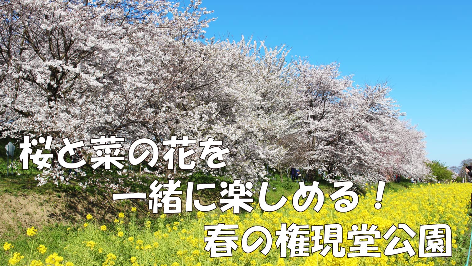 桜と菜の花を一緒に楽しめる！春の権現堂公園