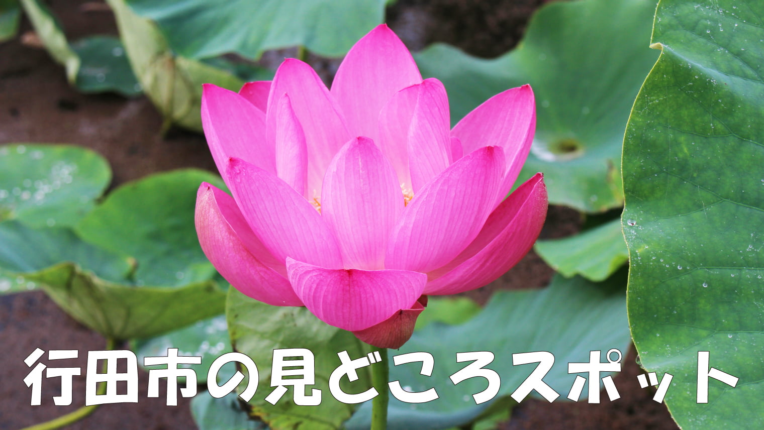 行田の「古代蓮の里」約12万株の古代蓮が咲き誇る景色と田んぼアート