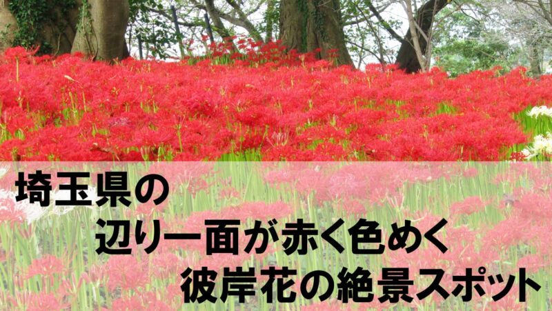 9月の絶景!埼玉で日本最大級の彼岸花の名所2か所を紹介!