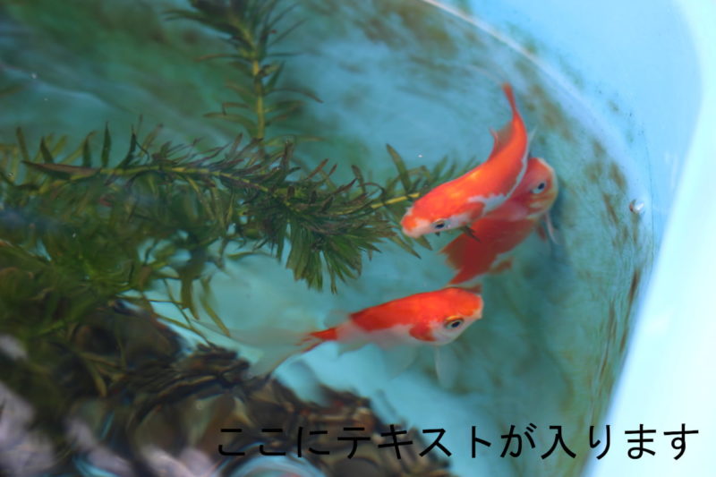 金魚の画像