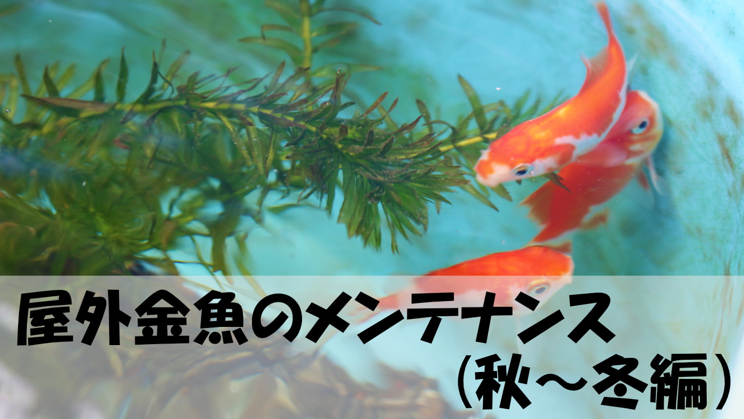 屋外金魚のメンテナンス(秋～冬編）