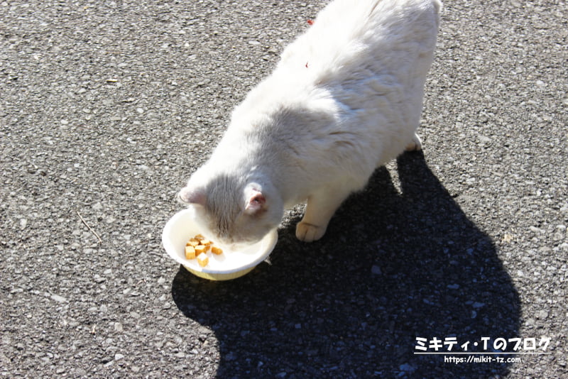 唐沢山神社の地域猫