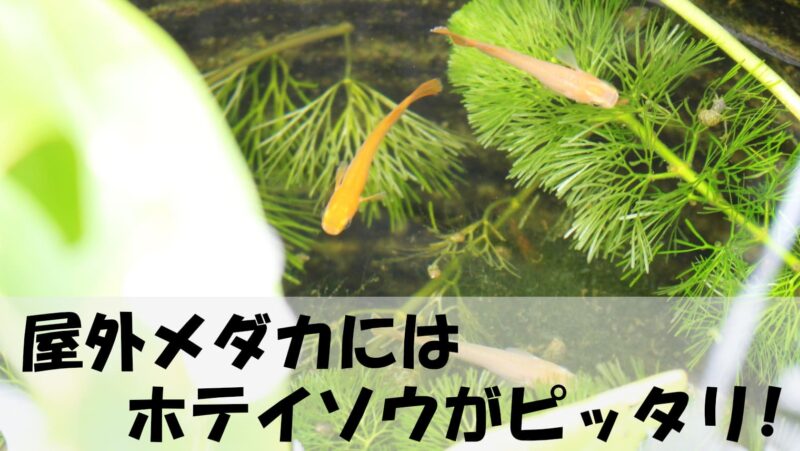 屋外メダカにはホテイソウがピッタリ!