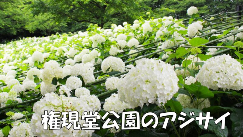桜だけじゃない!アジサイを楽しめる権現堂公園