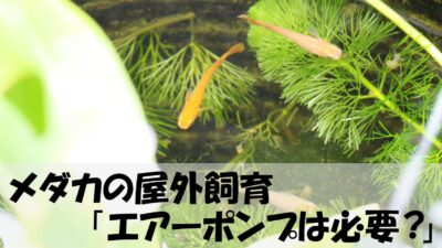 メダカの屋外飼育 Diyメダカ用エアー配管 ミキティ Tのブログ