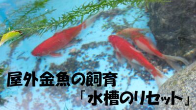屋外金魚の飼育 フィルターについて ミキティ Tのブログ