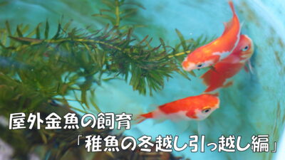 屋外金魚の飼育 エアーポンプの配管 ミキティ Tのブログ