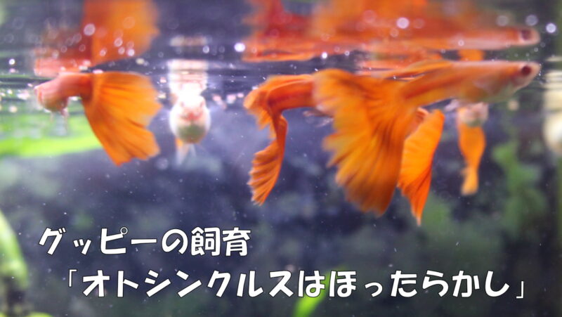 グッピーの飼育「オトシンクルスはほったらかし」