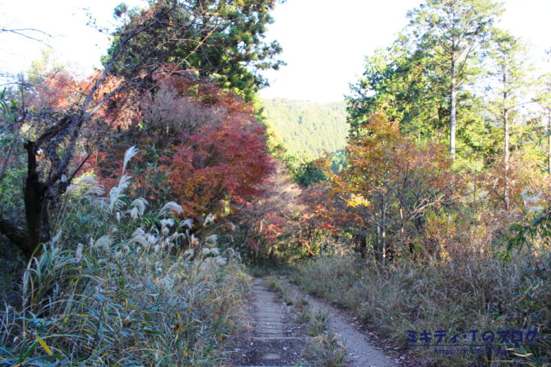 紅葉が彩る登山道