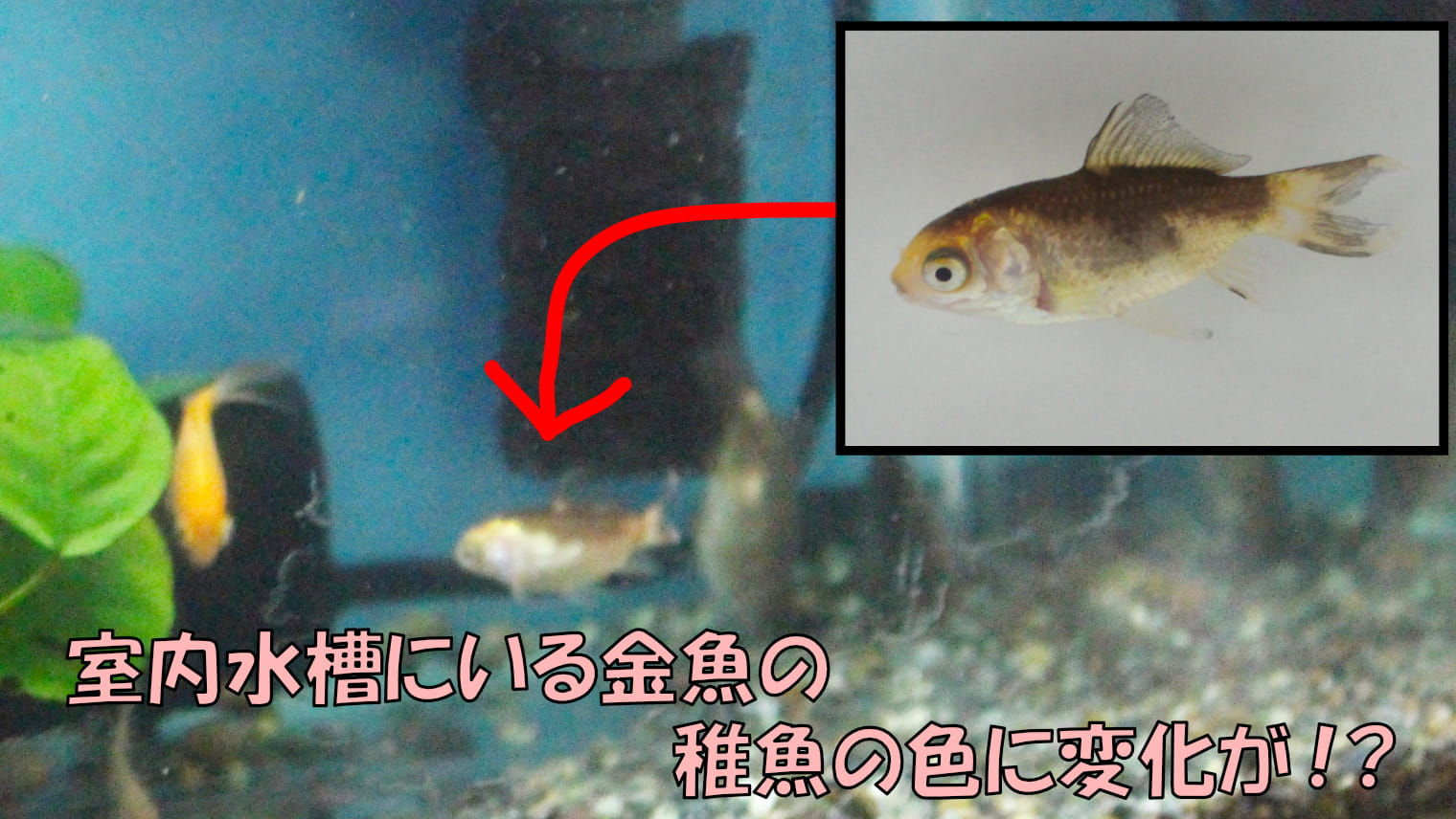 屋外金魚の飼育「室内水槽に居る稚魚の体色に変化が！？」