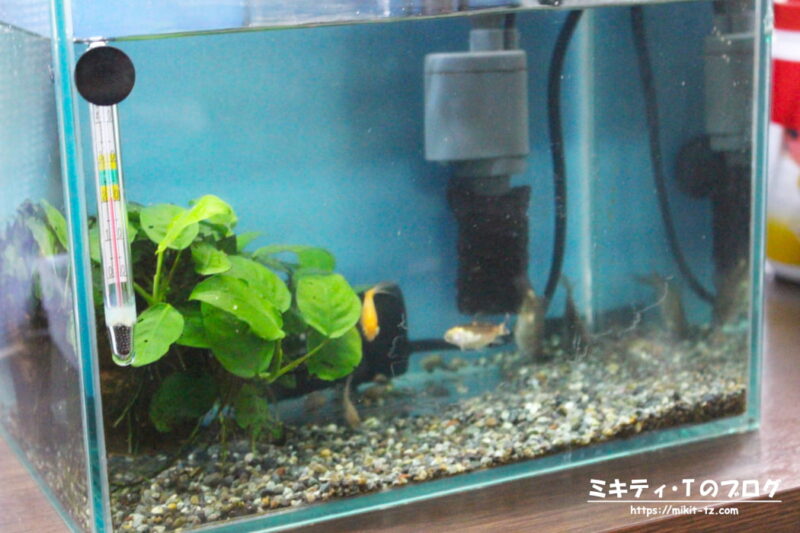 金魚の稚魚用水槽