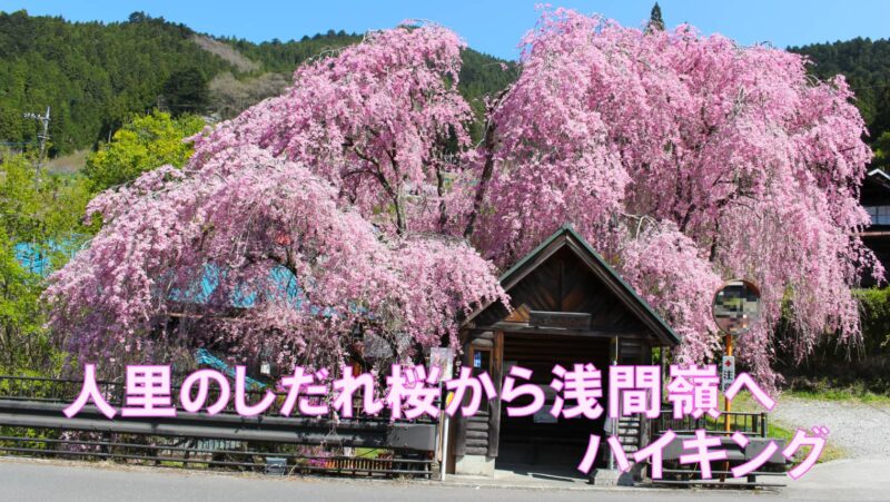 「人里(へんぼり)のしだれ桜から浅間嶺(せんげんれい)」ハイキング」