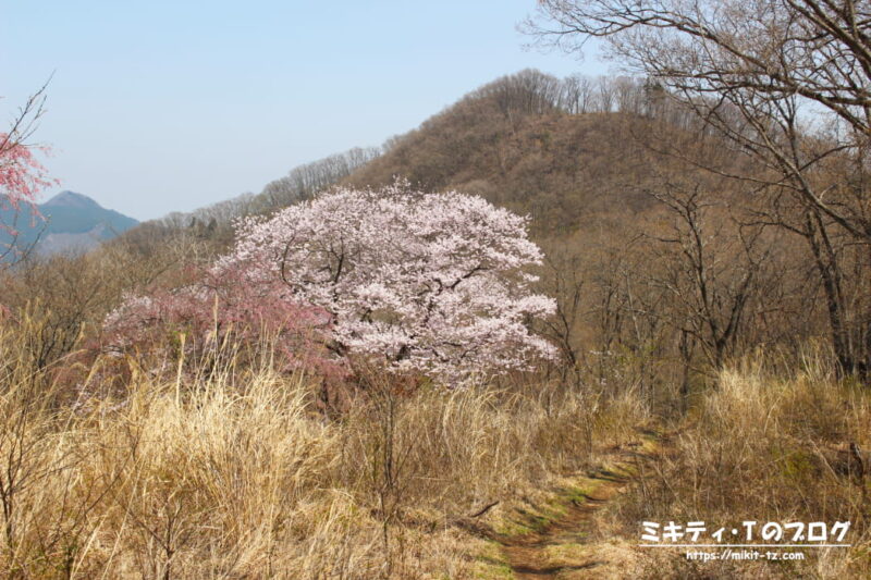 浅間嶺展望台付近の桜