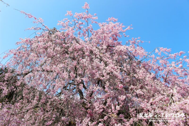登山道脇の見事な桜