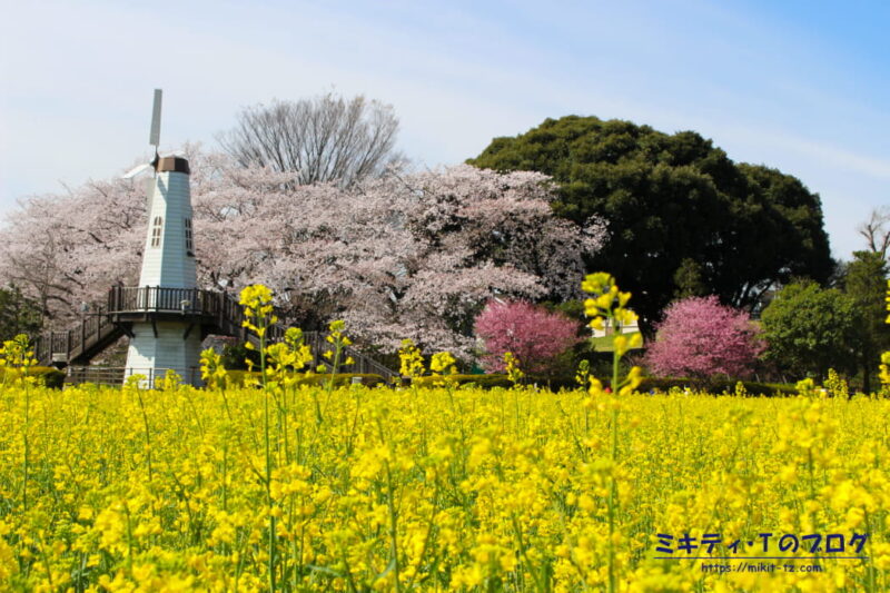 見晴公園の風車と、キレイに咲き乱れる桜と菜の花