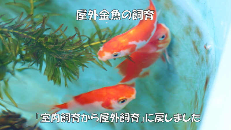 屋外金魚の飼育「室内飼育から屋外飼育」に戻しました