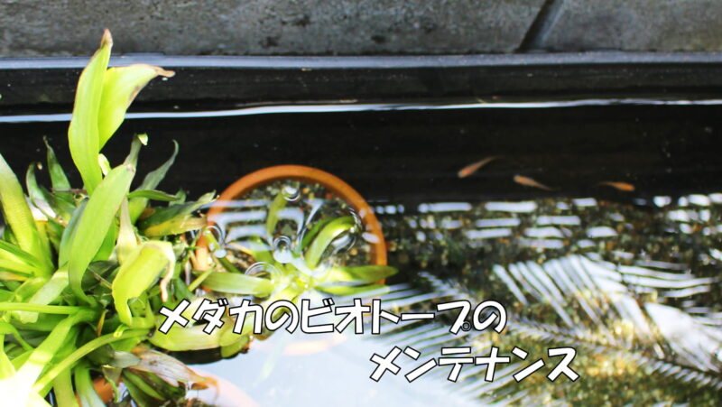 簡単!メダカのビオトープのメンテナンス(ビオトープ水槽のリセット編)