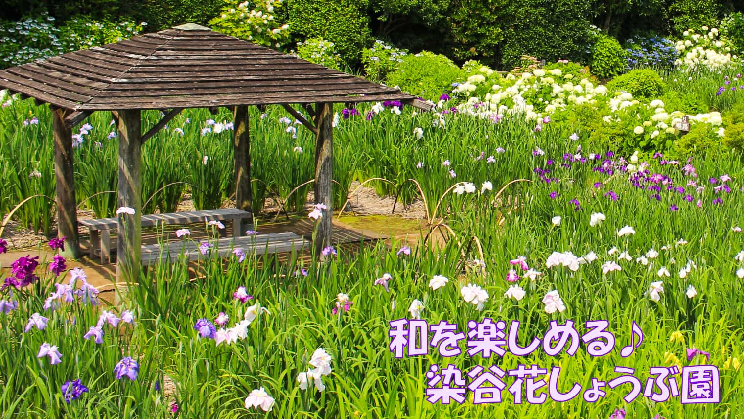 和を楽しめる庭園「染谷花しょうぶ園」