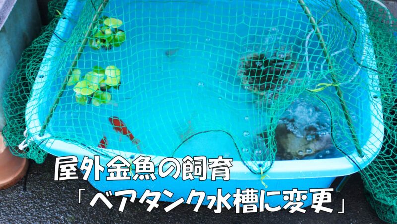 屋外金魚の飼育「ベアタンク」に変更