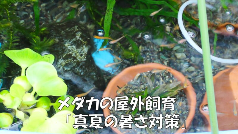 メダカの屋外飼育「真夏の暑さ対策」