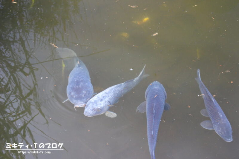 上野・不忍池の鯉