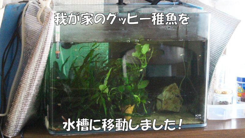 我が家のグッピー稚魚を水槽に移動しました!