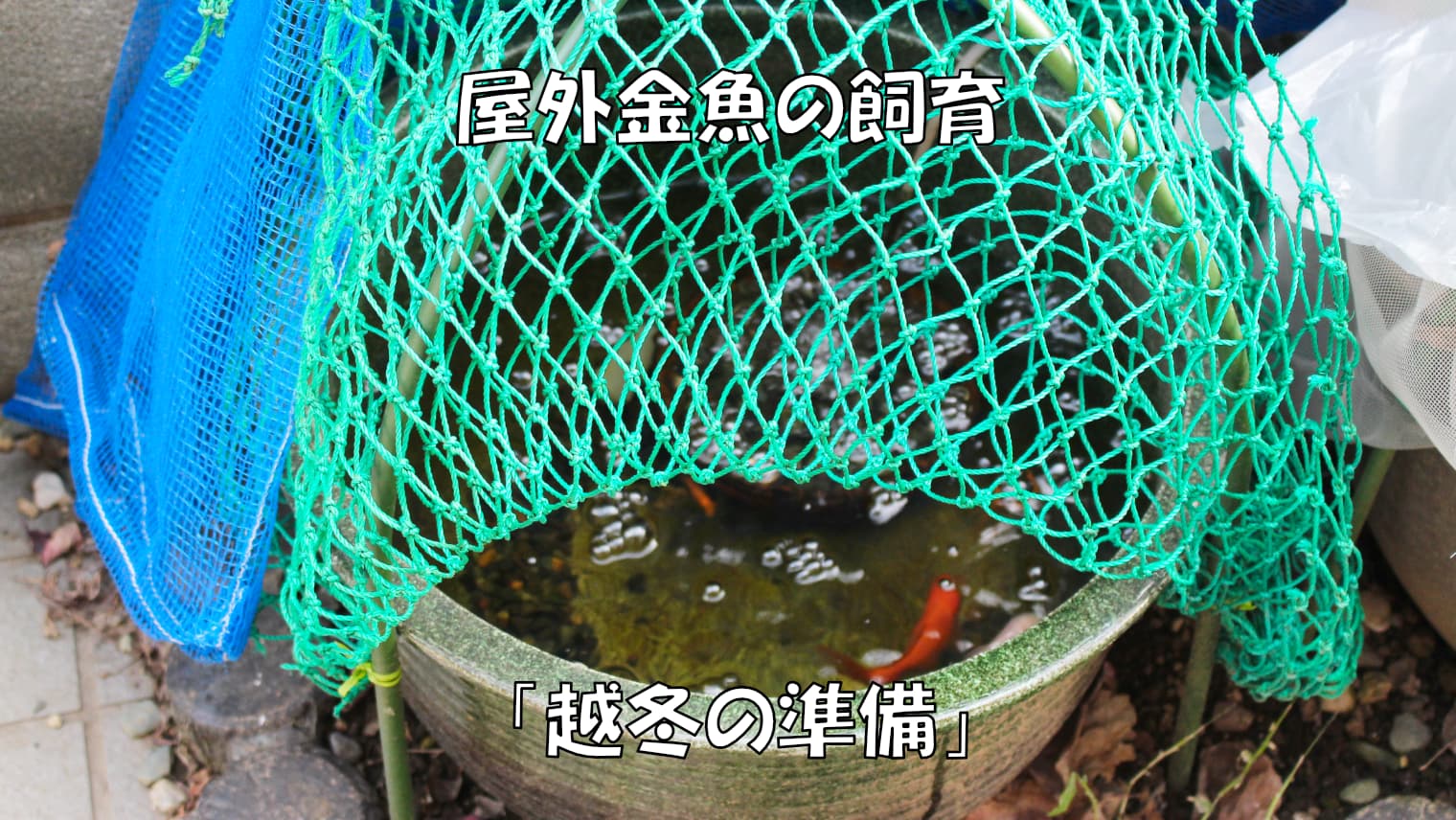 屋外金魚の飼育「越冬の準備」