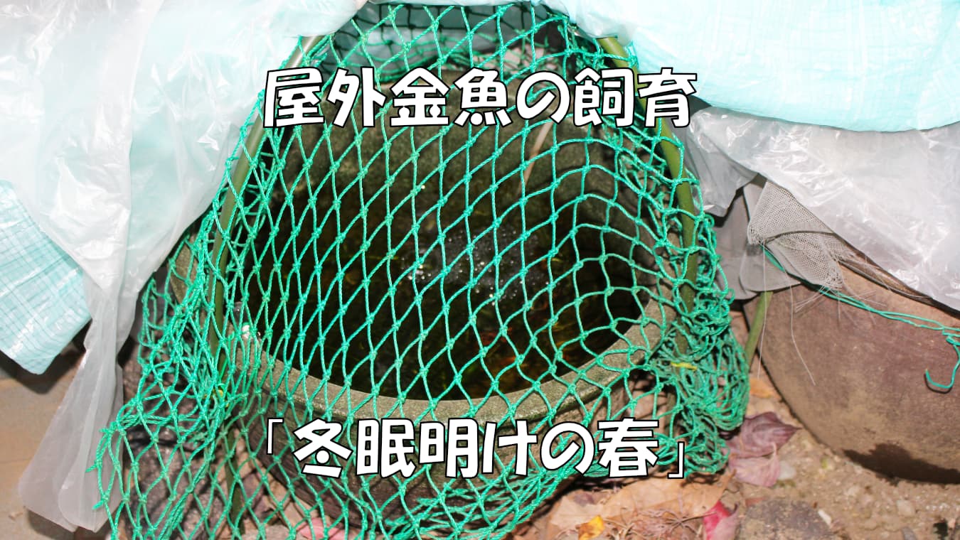 屋外金魚の飼育「冬眠明けの春」