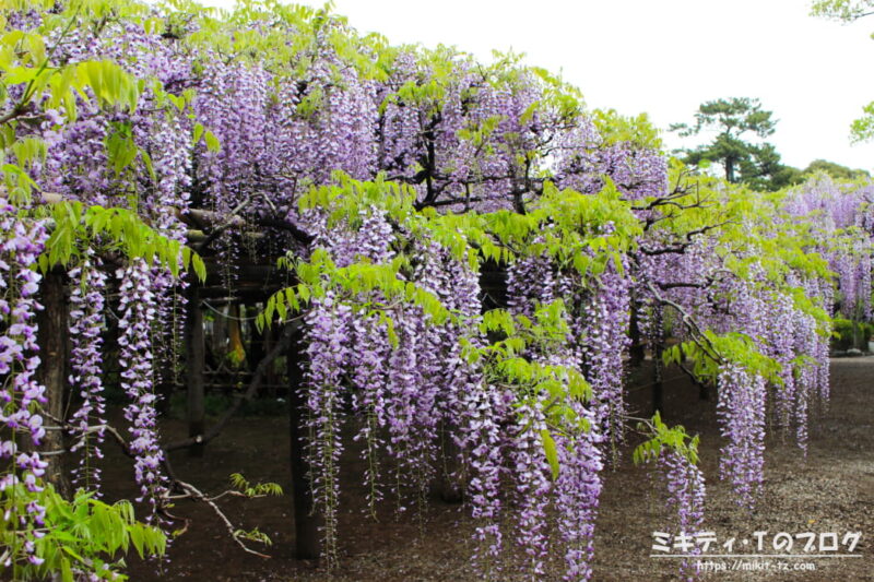 「牛島の藤」樹齢1200年超の藤の花