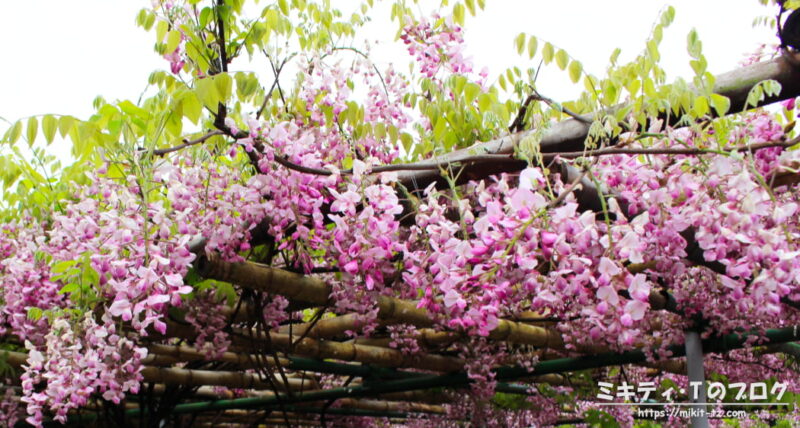 「牛島の藤」ピンク色の藤の花
