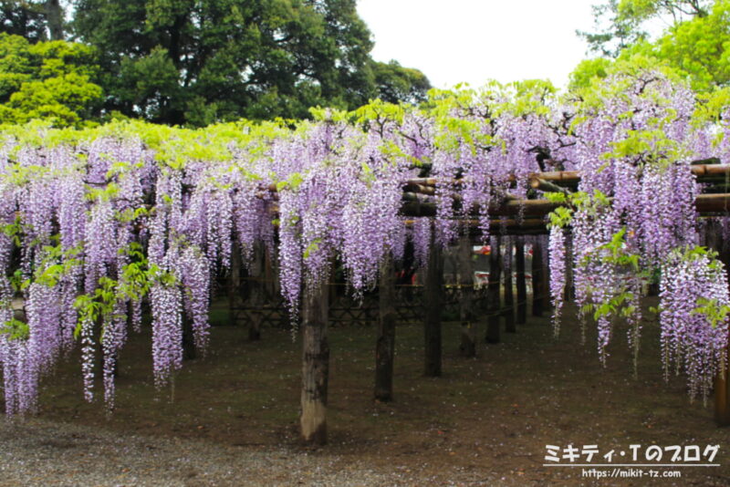 「牛島の藤」樹齢800年超の藤の花