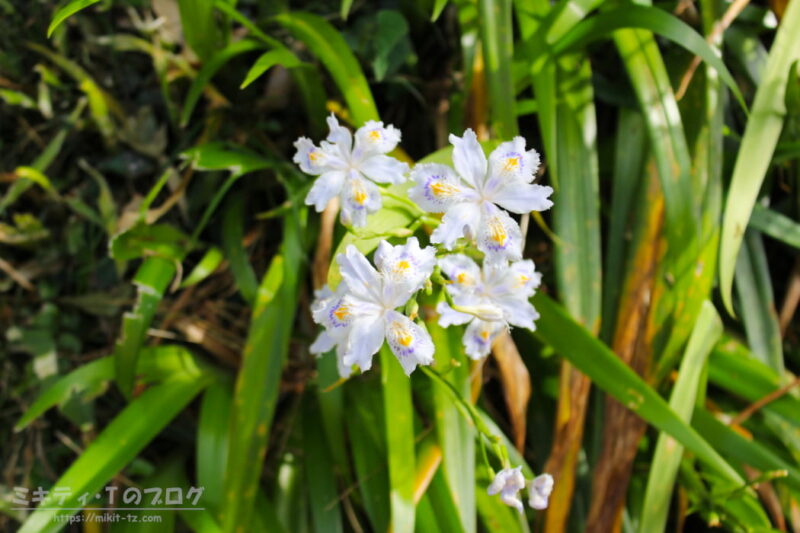 日和田山・ジャガの花