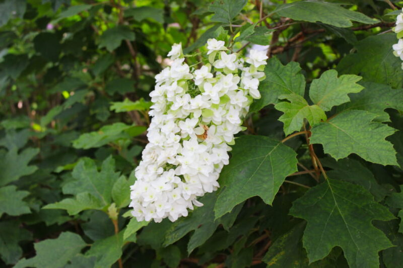 権現堂公園の白い花