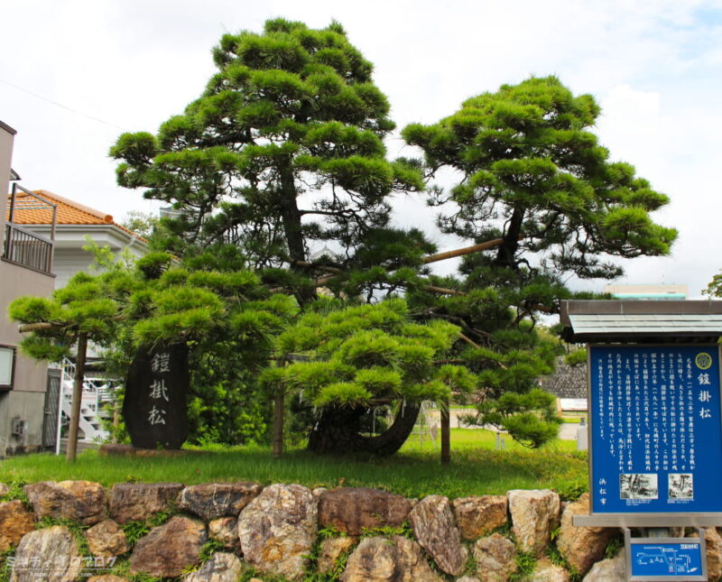 浜松城の南側、市役所の西にある松の木が「鎧掛松」