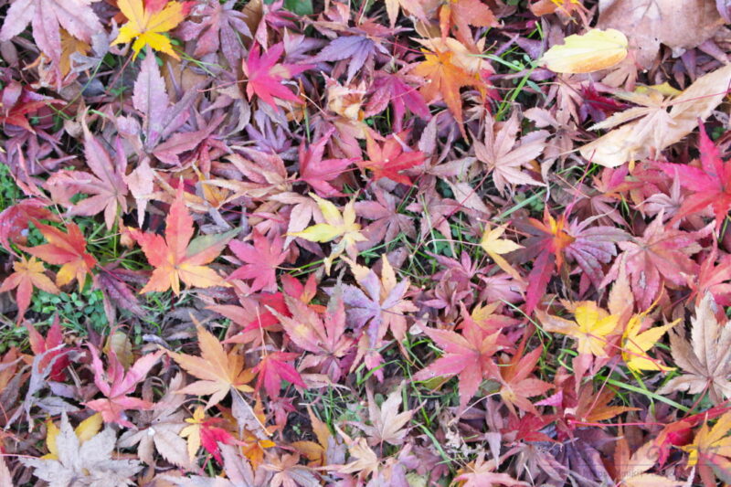 嵐山渓谷の紅葉