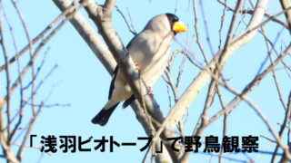 「浅羽ビオトープ」で野鳥観察