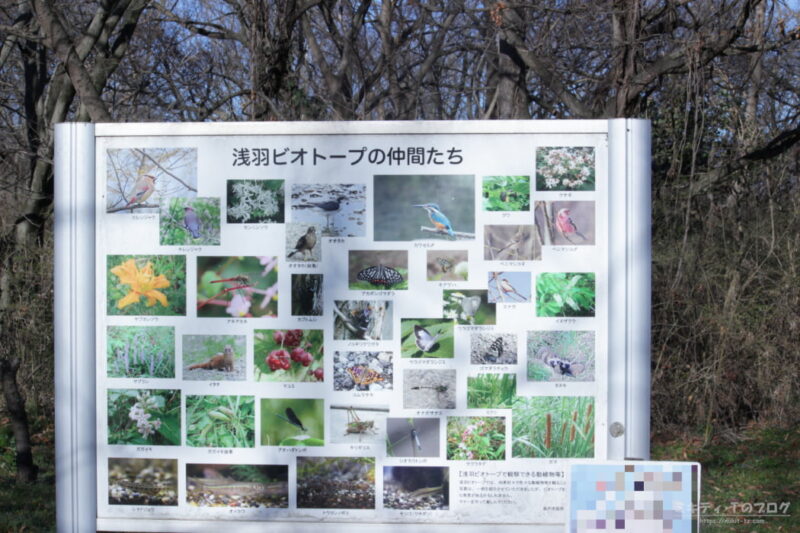 浅羽ビオトープ・観察できる動植物の案内看板
