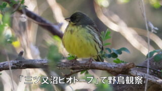 「三ツ又沼ビオトープ」で野鳥観察